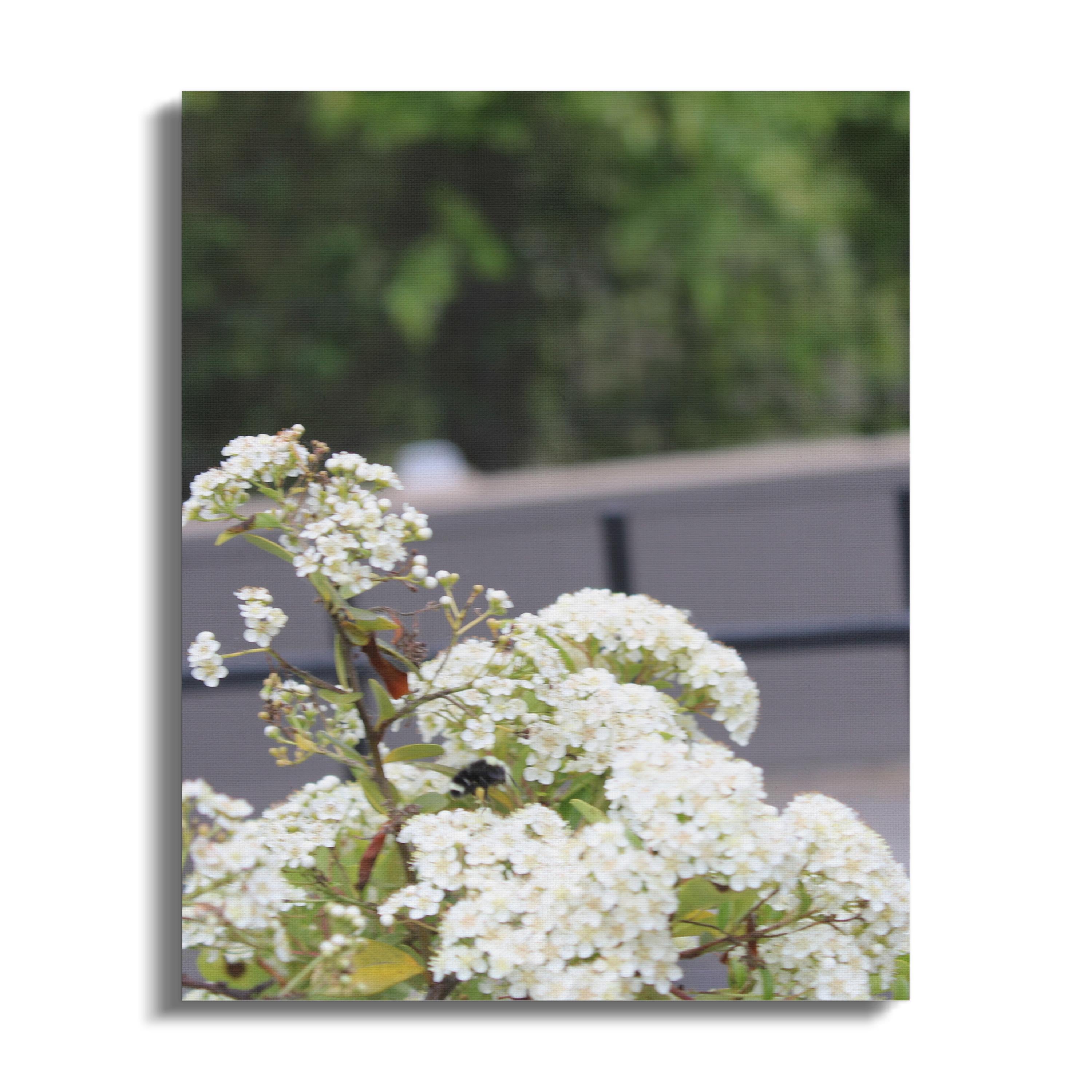 Beautiful White Flowers in Bloom Canvas product
