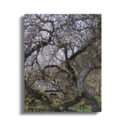 Mysterious Tree Branches Forest Nature Canvas product