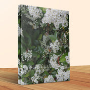 White Flower Blossoms Close-up Wall Art Canvas product