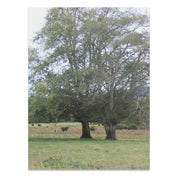 Beautiful Nature Landscape Poster, Tree Art Print, Scenic Wall Decor, Green Field and Trees, Tranquil Nature Scene, Unframed