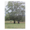 Beautiful Nature Landscape Poster, Tree Art Print, Scenic Wall Decor, Green Field and Trees, Tranquil Nature Scene, Unframed