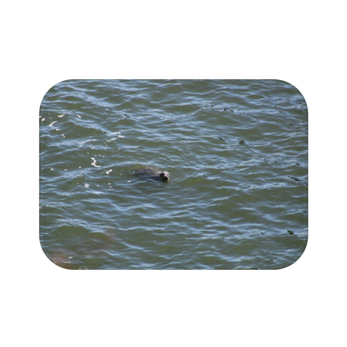 Seal Swimming in Blue Ocean Water Wall Art Print