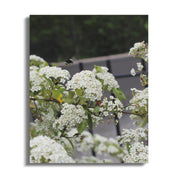 Beautiful White Blossoms by Fence Canvas product type