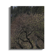 Tranquil Forest Canvas Wall Art Nature Home Decor product type