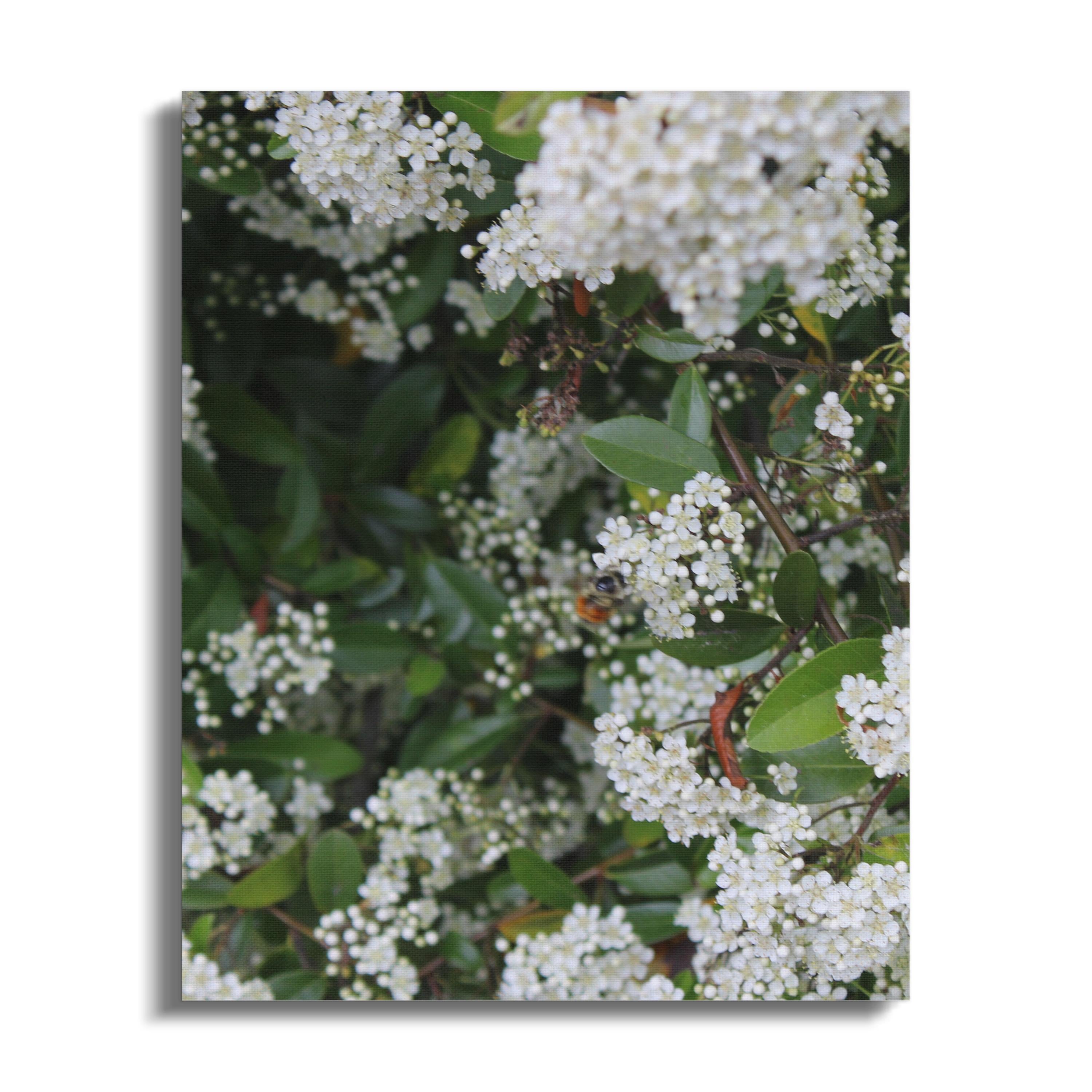 Beautiful Close-Up of White Flowering Bush Canvas product