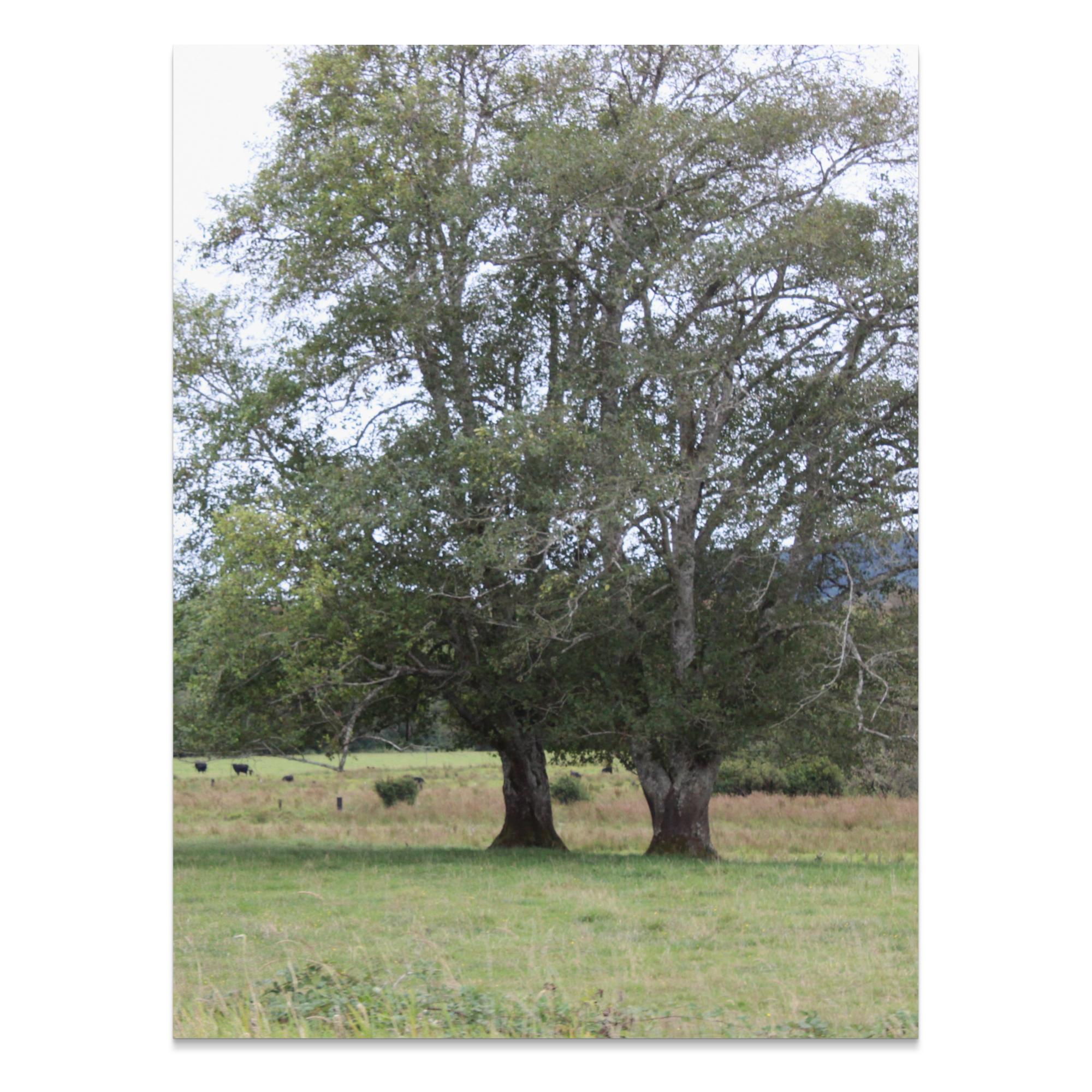 Tranquil Nature Scene, Unframed