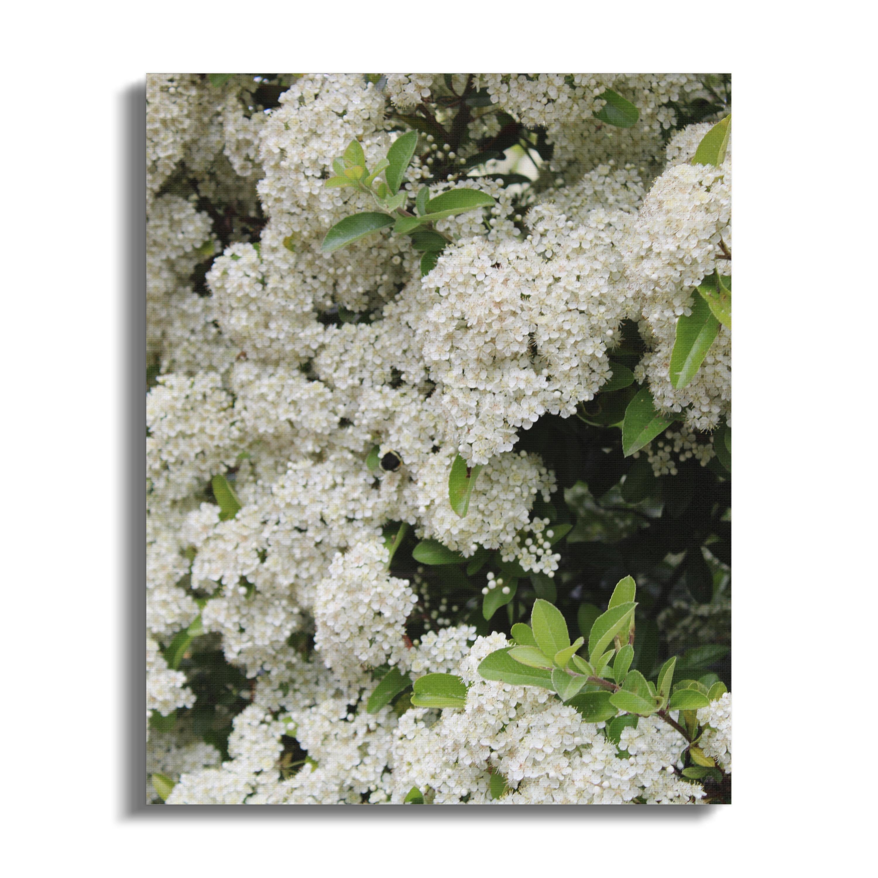 Beautiful Blooming White Flowers Canvas Art product